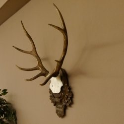 Rothirschgeweih 8 ender Hirsch Höhe 68 cm Hirschgeweih Geweih geschnitztem Trophäenschild 70.1036