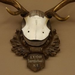 Rothirschgeweih 8 ender Hirsch Höhe 68 cm Hirschgeweih Geweih geschnitztem Trophäenschild 70.1036