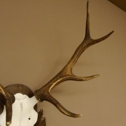 Rothirschgeweih 8 ender Hirsch Höhe 68 cm Hirschgeweih Geweih geschnitztem Trophäenschild 70.1036