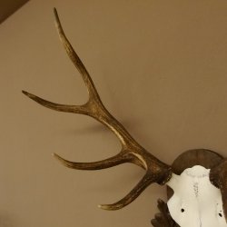 Rothirschgeweih 8 ender Hirsch Höhe 68 cm Hirschgeweih Geweih geschnitztem Trophäenschild 70.1036