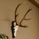 Rothirschgeweih ungerader 8 ender Hirsch Höhe 71 cm Hirschgeweih Geweih Trophäenschild 70.1037