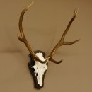 Rothirschgeweih ungerader 8 ender Hirsch Höhe 71 cm Hirschgeweih Geweih Trophäenschild 70.1037