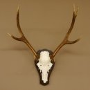 Rothirschgeweih ungerader 8 ender Hirsch Höhe 71 cm Hirschgeweih Geweih Trophäenschild 70.1037