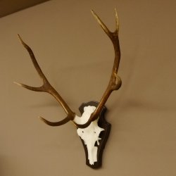 Rothirschgeweih ungerader 8 ender Hirsch Höhe 71 cm Hirschgeweih Geweih Trophäenschild 70.1037
