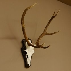 Rothirschgeweih ungerader 8 ender Hirsch Höhe 71 cm Hirschgeweih Geweih Trophäenschild 70.1037