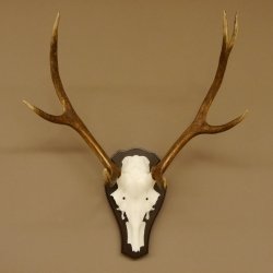 Rothirschgeweih ungerader 8 ender Hirsch Höhe 71 cm Hirschgeweih Geweih Trophäenschild 70.1037