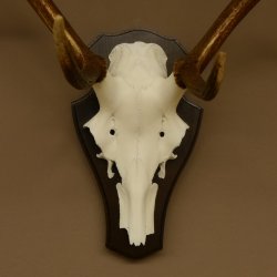 Rothirschgeweih ungerader 8 ender Hirsch Höhe 71 cm Hirschgeweih Geweih Trophäenschild 70.1037