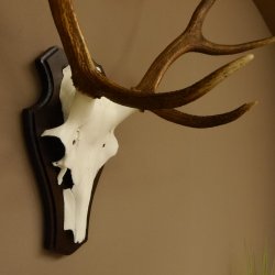 Rothirschgeweih ungerader 8 ender Hirsch Höhe 71 cm Hirschgeweih Geweih Trophäenschild 70.1037