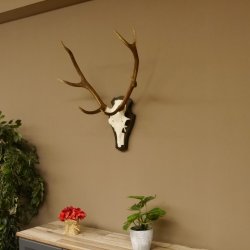 Rothirschgeweih ungerader 8 ender Hirsch Höhe 71 cm Hirschgeweih Geweih Trophäenschild 70.1037