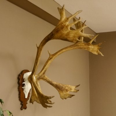 Bois de renne Caribou Petit renne avec fourrure Bois de renne sur plaque trophée 78,34