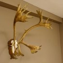 Bois de renne Caribou Petit renne avec fourrure Bois de renne sur plaque trophée 78,34