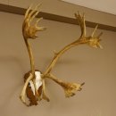 Bois de renne Caribou Petit renne avec fourrure Bois de renne sur plaque trophée 78,34