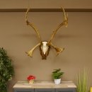 Bois de renne Caribou Petit renne avec fourrure Bois de renne sur plaque trophée 78,34
