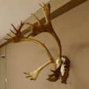 Bois de renne Caribou Petit renne avec fourrure Bois de renne sur plaque trophée 78,34