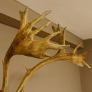 Bois de renne Caribou Petit renne avec fourrure Bois de renne sur plaque trophée 78,34