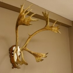 Bois de renne Caribou Petit renne avec fourrure Bois de renne sur plaque trophée 78,34