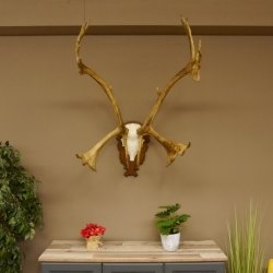 Bois de renne Caribou Petit renne avec fourrure Bois de renne sur plaque trophée 78,34