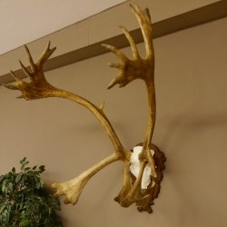 Bois de renne Caribou Petit renne avec fourrure Bois de renne sur plaque trophée 78,34