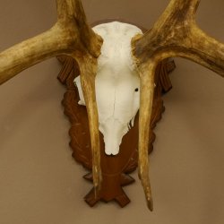 Bois de renne Caribou Petit renne avec fourrure Bois de renne sur plaque trophée 78,34