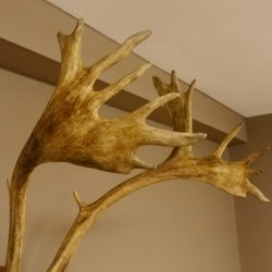 Bois de renne Caribou Petit renne avec fourrure Bois de renne sur plaque trophée 78,34