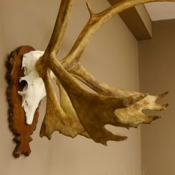 Bois de renne Caribou Petit renne avec fourrure Bois de renne sur plaque trophée 78,34