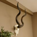 Kudu (Tragelaphus strepsiceros) large antelope HL 141 cm...