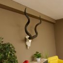 Kudu (Tragelaphus strepsiceros) antilope di grandi dimensioni HL 141 cm Trofeo di cranio Africa Trofeo Targa trofeo 88.2.62