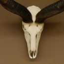Kudu (Tragelaphus strepsiceros) antilope di grandi dimensioni HL 141 cm Trofeo di cranio Africa Trofeo Targa trofeo 88.2.62