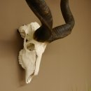 Kudu (Tragelaphus strepsiceros) antilope di grandi dimensioni HL 141 cm Trofeo di cranio Africa Trofeo Targa trofeo 88.2.62