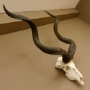 Kudu (Tragelaphus strepsiceros) antilope di grandi dimensioni HL 141 cm Trofeo di cranio Africa Trofeo Targa trofeo 88.2.62