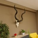 Kudu (Tragelaphus strepsiceros) antilope di grandi dimensioni HL 141 cm Trofeo di cranio Africa Trofeo Targa trofeo 88.2.62