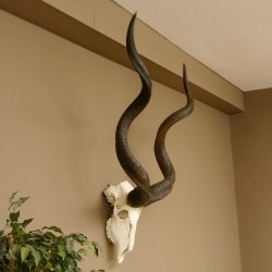 Kudu (Tragelaphus strepsiceros) antilope di grandi dimensioni HL 141 cm Trofeo di cranio Africa Trofeo Targa trofeo 88.2.62