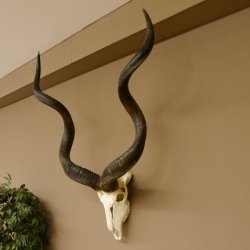 Kudu (Tragelaphus strepsiceros) antilope di grandi dimensioni HL 141 cm Trofeo di cranio Africa Trofeo Targa trofeo 88.2.62