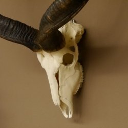 Kudu (Tragelaphus strepsiceros) antilope di grandi dimensioni HL 141 cm Trofeo di cranio Africa Trofeo Targa trofeo 88.2.62
