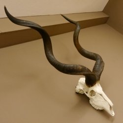 Kudu (Tragelaphus strepsiceros) antilope di grandi dimensioni HL 141 cm Trofeo di cranio Africa Trofeo Targa trofeo 88.2.62
