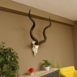 Kudu (Tragelaphus strepsiceros) antilope di grandi dimensioni HL 141 cm Trofeo di cranio Africa Trofeo Targa trofeo 88.2.62