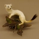Hermelijn Wezel Winter Vacht Hoogte 33 cm Opgezette dieren taxidermy 89.1.54