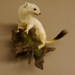 Hermelijn Wezel Winter Vacht Hoogte 33 cm Opgezette dieren taxidermy 89.1.54