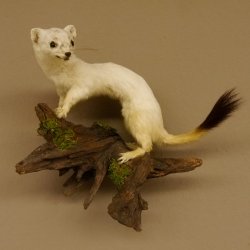 Hermelijn Wezel Winter Vacht Hoogte 33 cm Opgezette dieren taxidermy 89.1.54