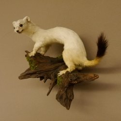 Hermelijn Wezel Winter Vacht Hoogte 33 cm Opgezette dieren taxidermy 89.1.54