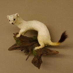 Hermelijn Wezel Winter Vacht Hoogte 33 cm Opgezette dieren taxidermy 89.1.54