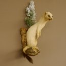 Hermelijn Wezel Winter Vacht Hoogte 33 cm Opgezette dieren taxidermy 89.1.54