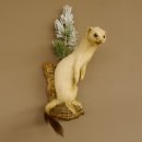 Hermelijn Wezel Winter Vacht Hoogte 33 cm Opgezette dieren taxidermy 89.1.54