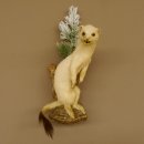 Hermelijn Wezel Winter Vacht Hoogte 33 cm Opgezette dieren taxidermy 89.1.54
