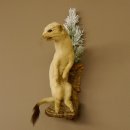 Hermelijn Wezel Winter Vacht Hoogte 33 cm Opgezette dieren taxidermy 89.1.54