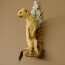 Hermelijn Wezel Winter Vacht Hoogte 33 cm Opgezette dieren taxidermy 89.1.54