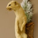 Hermelijn Wezel Winter Vacht Hoogte 33 cm Opgezette dieren taxidermy 89.1.54