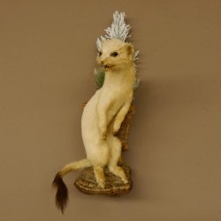 Hermelijn Wezel Winter Vacht Hoogte 33 cm Opgezette dieren taxidermy 89.1.54