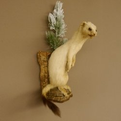 Hermelijn Wezel Winter Vacht Hoogte 33 cm Opgezette dieren taxidermy 89.1.54