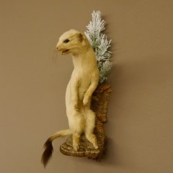 Hermelijn Wezel Winter Vacht Hoogte 33 cm Opgezette dieren taxidermy 89.1.54